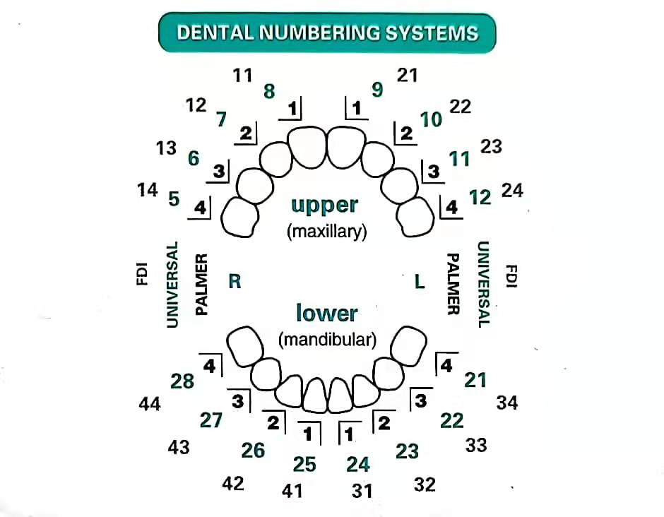 32 Pcs Dental Veneer Mold Set  - đánh giá và giá Teeth Whitening Moulds