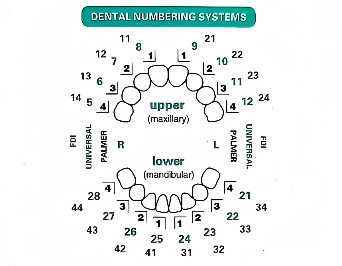 32pcs/Set Dental Veneer Mould  - đánh giá và giá Teeth Whitening Moulds